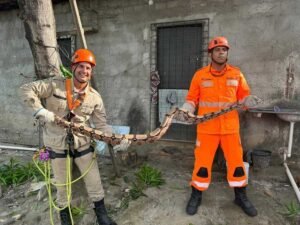 Corpo de Bombeiros resgata jiboias em Fortaleza e Caucaia