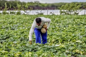 Garantia Safra – Pagamento começa neste mês e benficiará quase 80 mil agricultores