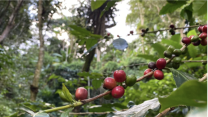 Esse é um pezinho de Typica, um outro tipo de café Arábica, bem resistente äs pragas // Foto: Juliao Junior