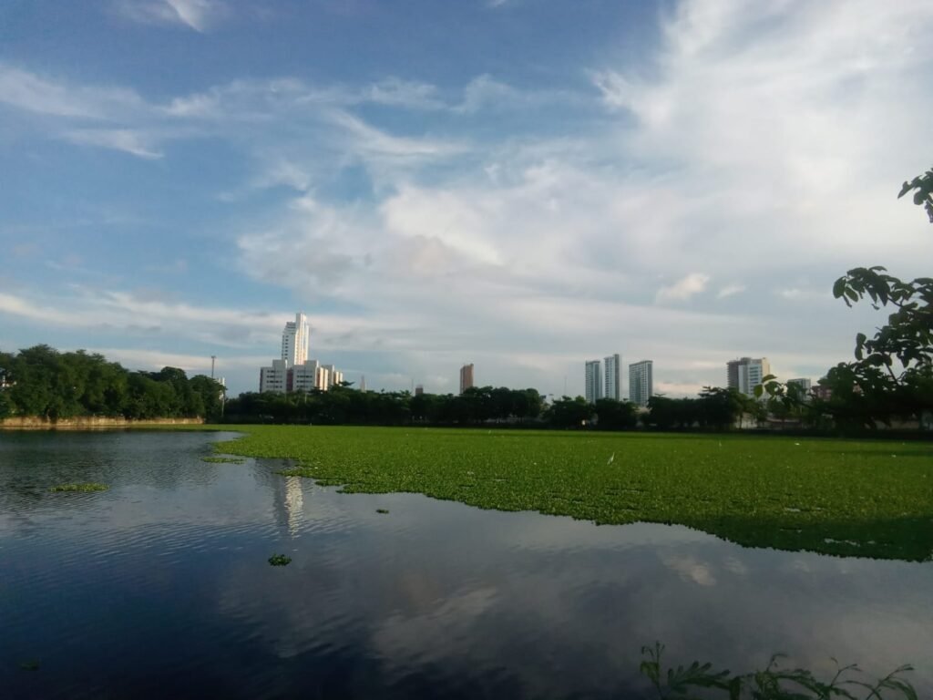 Lagoa do São Gerardo está sendo engolida por aguapés 1 Blog do Eliomar