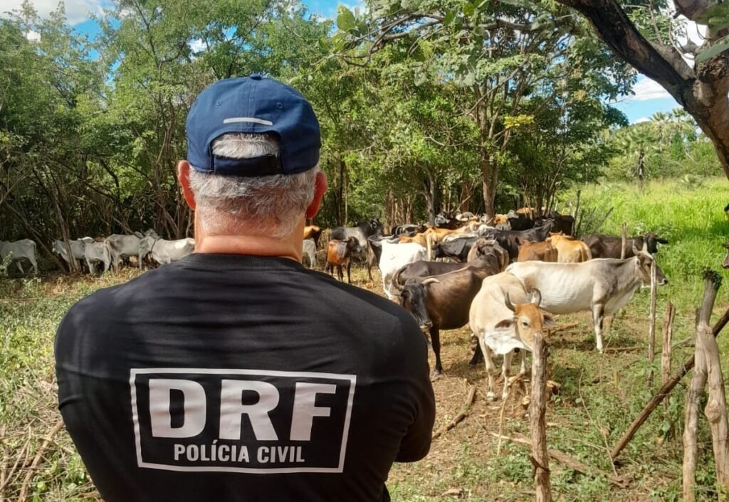 Polícia apreende 13 bovinos na terceira fase da operação contra furto de gado no Ceará 1 Blog do Eliomar