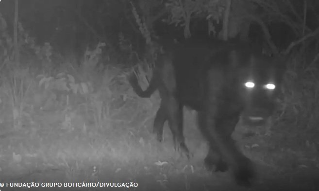 Onça-preta aparece pela primeira vez em reserva no Cerrado 8 Blog do Eliomar