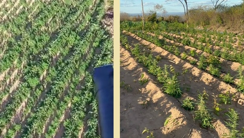 PF e PMCE apreendem 68 mil pés de maconha em área utilizada para agricultura comunitária 1 Blog do Eliomar