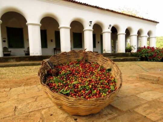 PubliEditorial - Maciço de Baturité: riqueza natural, força produtiva e um futuro com sabor de desenvolvimento 2 Blog do Eliomar
