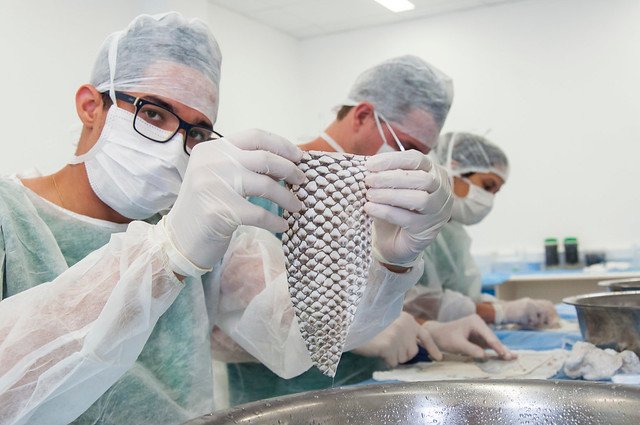 UFC fecha acordo com empresa para produzir pele de tilápia para uso medicinal 5 Blog do Eliomar