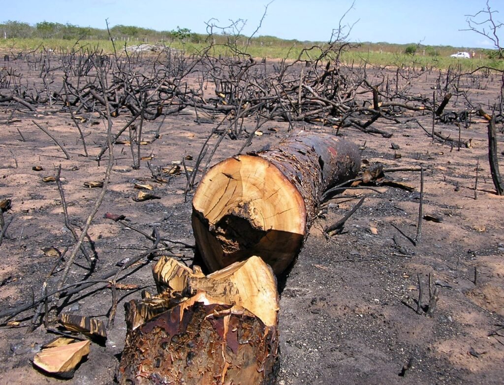 Desmatamento atinge quase todos os municípios da Caatinga 5 Blog do Eliomar