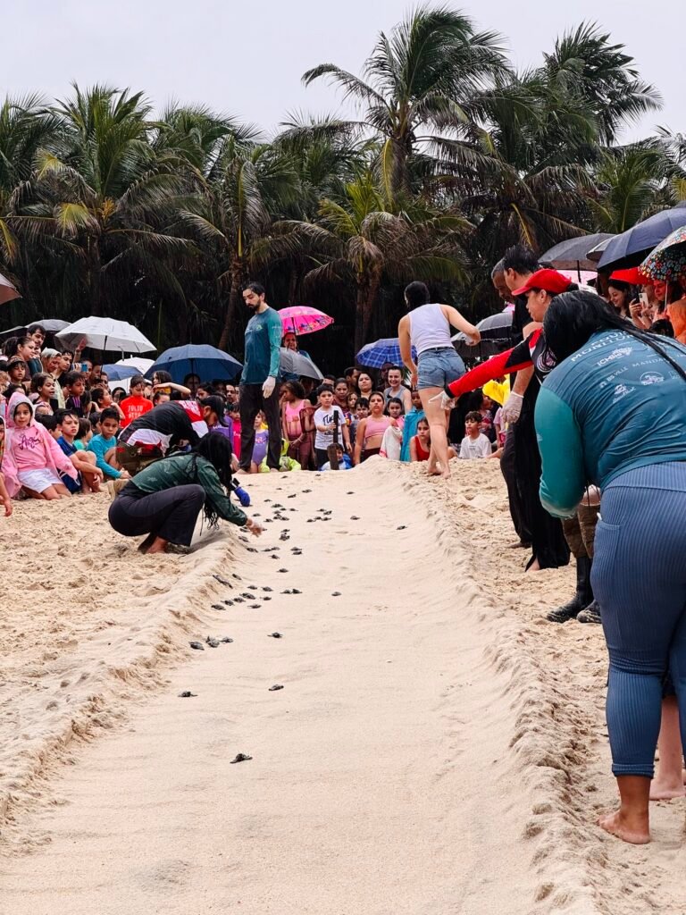 71 filhotes de tartaruga-de-pente nascem nas areias do Porto das Dunas 4 Blog do Eliomar
